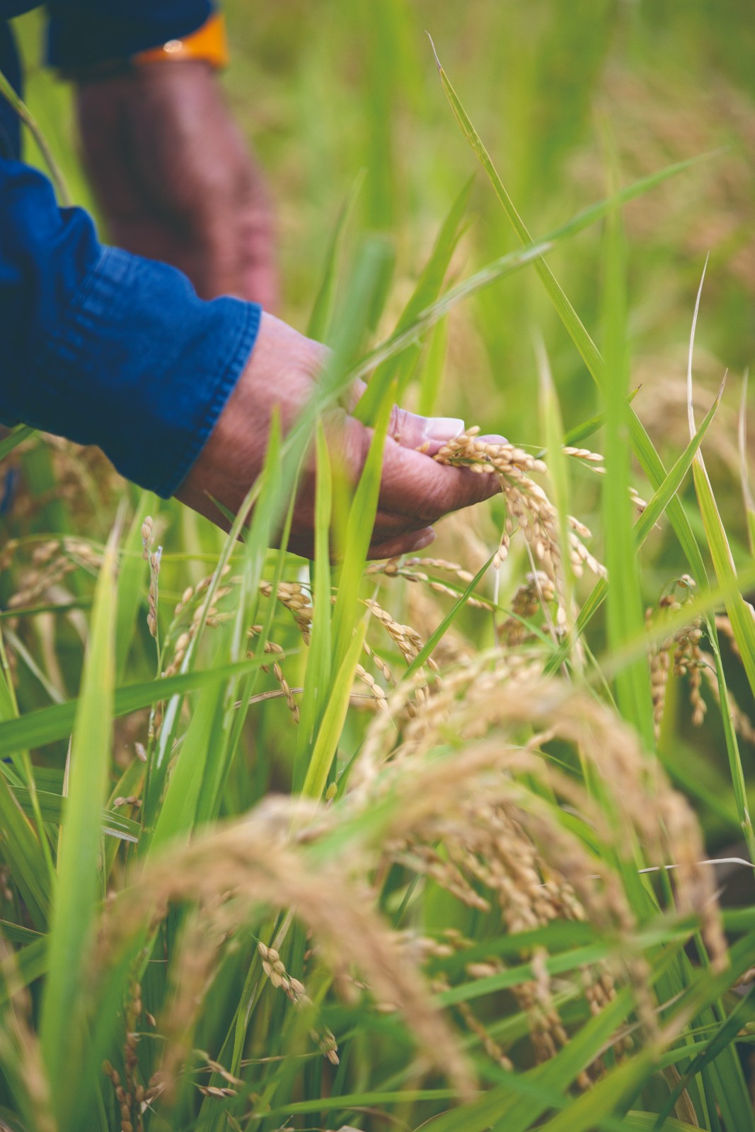 飛騨・萩原の米と水から生まれたTENRROIR